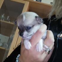Cuccioli di chihuahua originali
