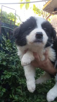 Cuccioli Border Collie