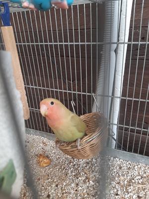 Coppia inseparabili roseicolli