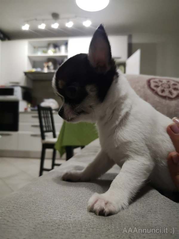 Foto 2 Cucciola Razza Chihuahua, genitori visibili, prezzo trattabile