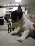 Foto 2 Cucciola Razza Chihuahua, genitori visibili, prezzo trattabile