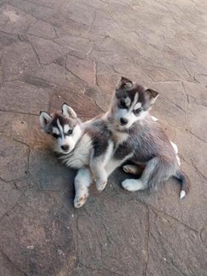 Cuccioli Siberian Husky