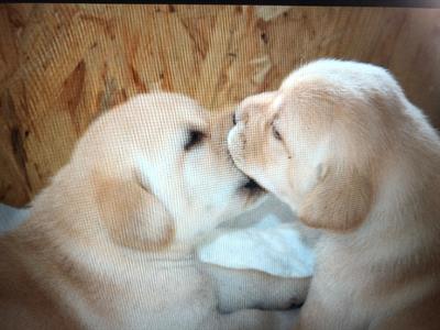 Cuccioli Razza Labrador retriever - Foto 6