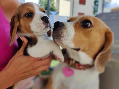 Cuccioli di Razza beagle - Foto 6