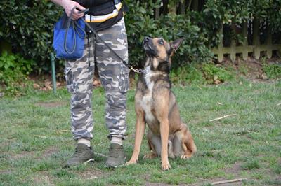 Pastore belga malinois