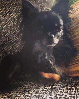 Cocco cerca femmina di chihuahua