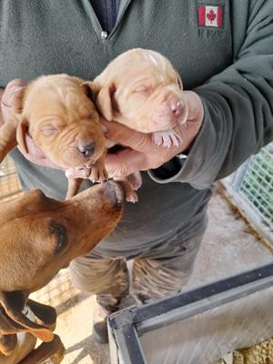 Cuccioli da tartufo