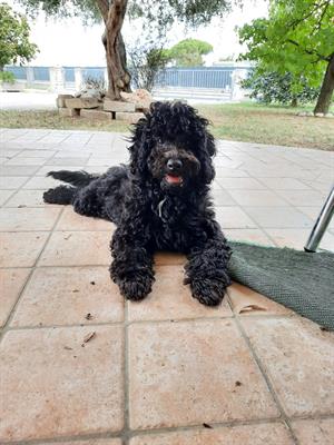 Barboncino nano cucciolo, colore nero, genitori visibili - Foto 2