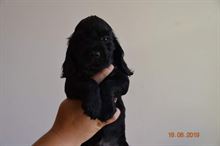 Foto 3 Cocker Spaniel Inglese