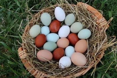 Uova galline