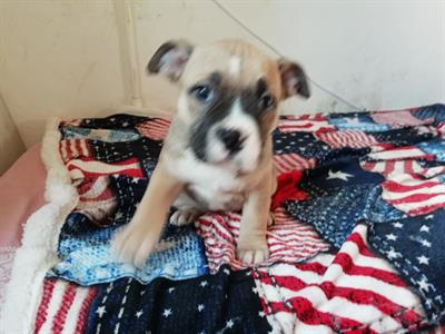 Cuccioli cane