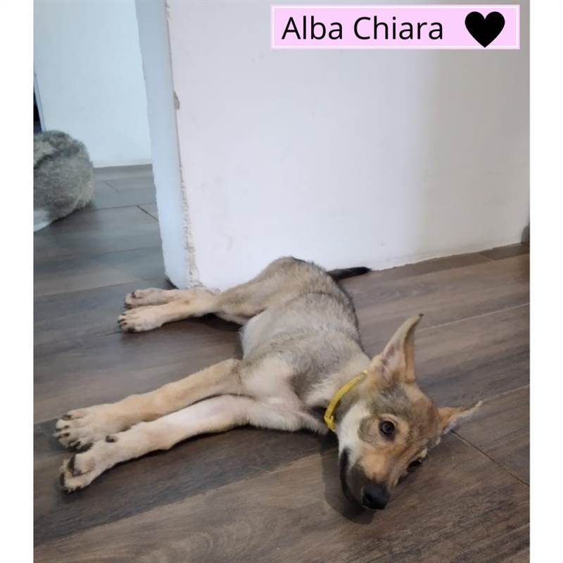 Foto 2Disponibile femmine di Razza lupo cecoslovacco, prezzo trattabile