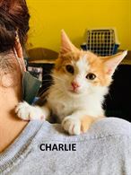Foto 4 Cuccioli di gatto in regalo Razza Europeo