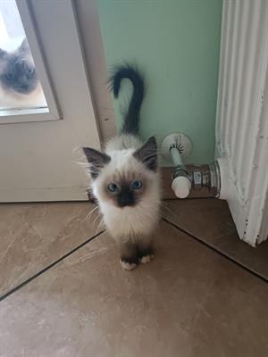 Cuccioli ragdoll maschi