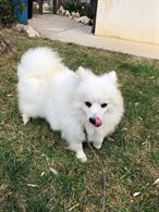 Cucciolone volpino italiano