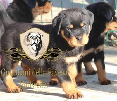 Cuccioli Razza rottweiler con pedigree ENCI, pronta consegna - Foto 2