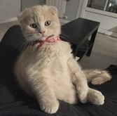 Gatto rosso Scottish fold disponibile per accoppiamento - Anteprima 1