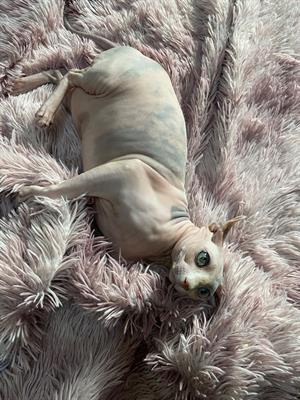Adotterei un maschietto cucciolo di sphynx