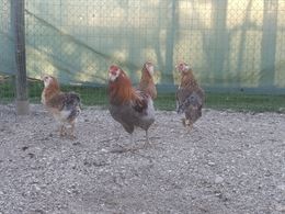Galline araucana dalle uova azzurre
