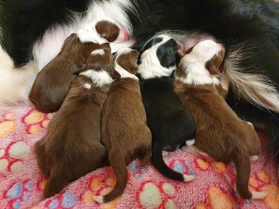 Bordercollie