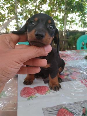 Cuccioli di bassotto tedesco originali, colore nero focato, ottimo stato - Foto 6