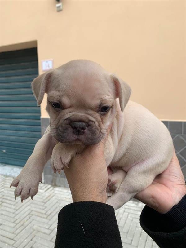 Foto 4 Cucciolo Razza bulldog francese, color crema