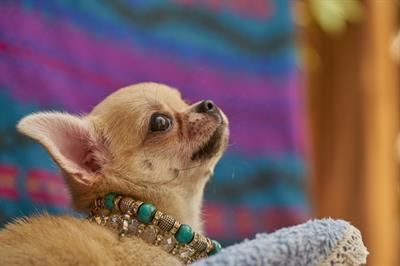 Chihuahua mini toy femmina prezioso pedigree