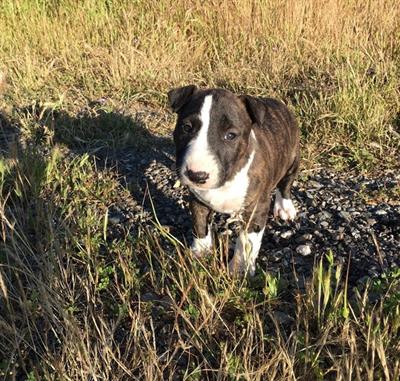 Cucciolo di Bull Terrier in miniatura (maschio)