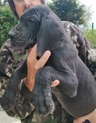 Cuccioli Alano Nero