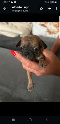 Chihuahua mini toy - Foto 5