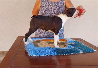 Boston-terrier cuccioli - Foto 4