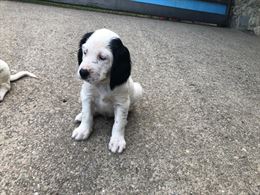Cuccioli di setter inglese, genitori visibili - Anteprima 1