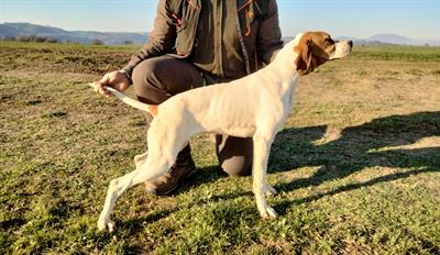 Pointer inglese