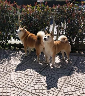 Cuccioli shiba inu