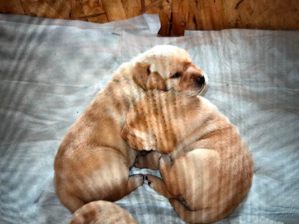 Foto 2 Cuccioli Razza Labrador retriever