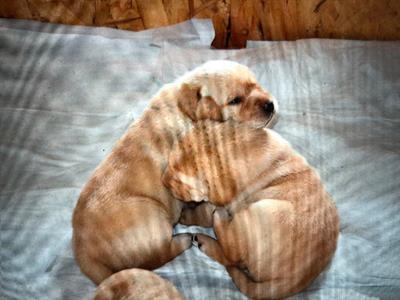 Cuccioli Razza Labrador retriever - Foto 2