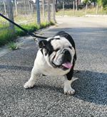 Bulldog Inglese maschio - Anteprima 1