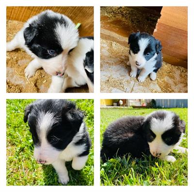 Cuccioli di Razza Border collie con pedigree - Foto 2