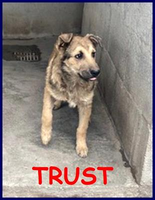 TRUST - Lui è TRUST cucciolotto simil lupacchiotto