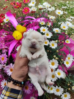 Cucciolo di Chihuahua