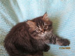Foto 4 Favolosi Cuccioli Persiani, a pelo lungo