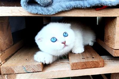 Scottish fold femmina con pedigree