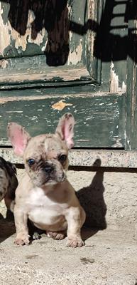 Bulldog francese lilac merle - Foto 2