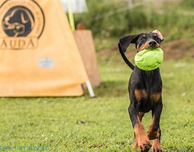 Cuccioli Razza Dobermann all. Altengarde - Anteprima 1