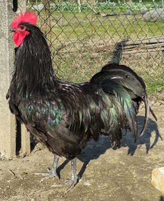 Gallo razza Brahama, Australorp e Amrocks