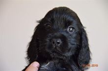 Foto 2 Cocker Spaniel Inglese