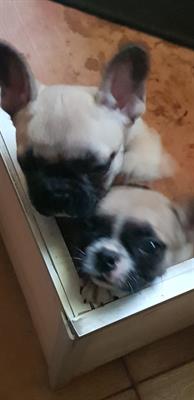 Ultimi 2 cuccioli di Razza Bulldog francese - Foto 3