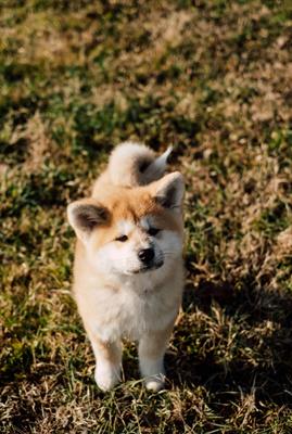 Cuccioli Razza Akita Inu - Foto 5