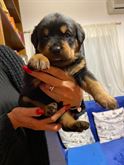 Cuccioli Rottweiler