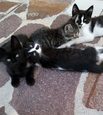Gattini in regalo